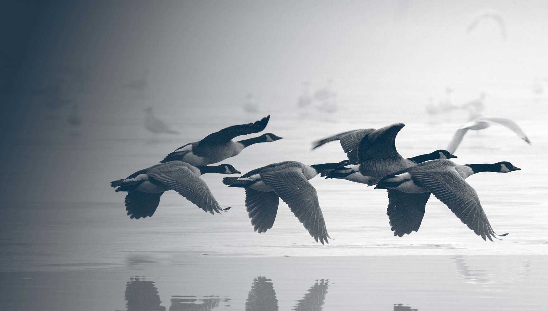 geese flying over the water gradient black and white
